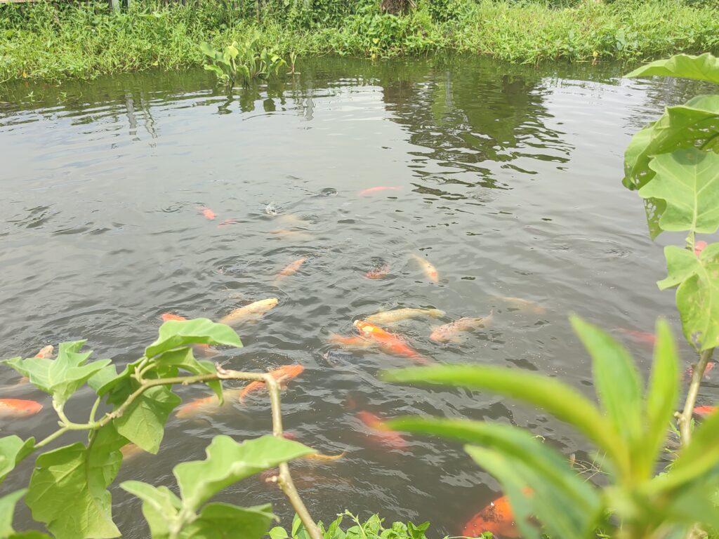 Taman dan Kolam SPR (Sekolah Perikanan Rakyat) Desa Bobo adalah destinasi wisata edukatif sekaligus tempat rekreasi keluarga.