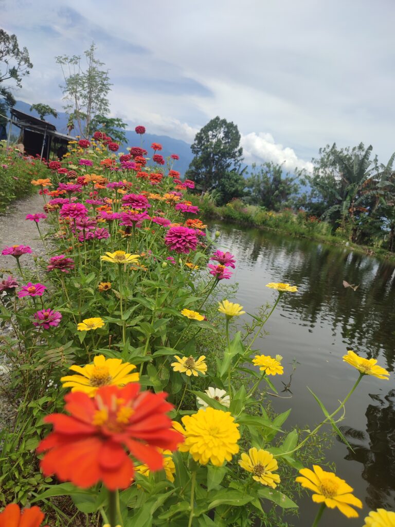 Kolam Sekolah Perikanan Rakyat (SPR) Desa Bobo Kecamatan Dolo Barat Kabupaten Sigi