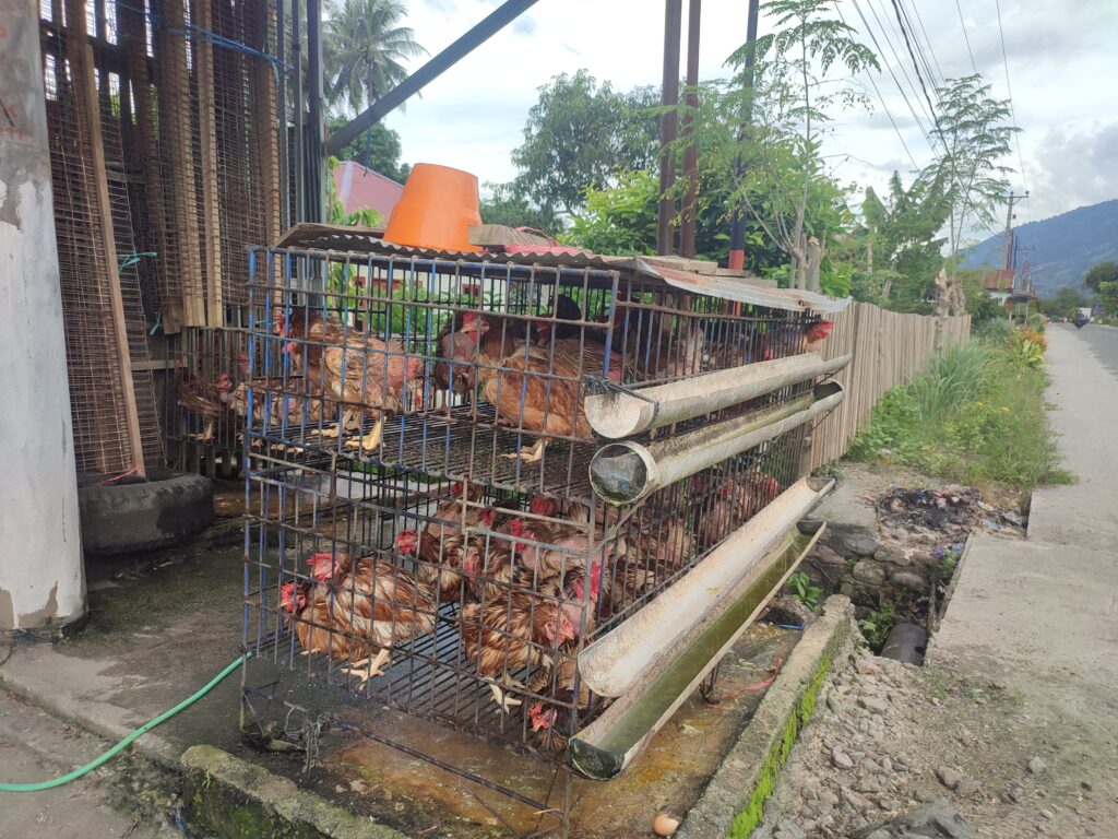 Ayam Potong Desa Bobo Kecamatan Dolo Barat Kabupaten Sigi